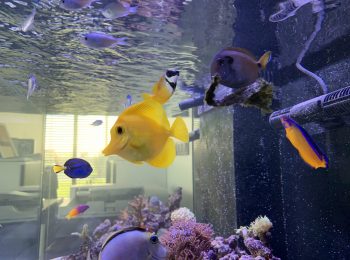 Morské akvárium v showroome GARDEON