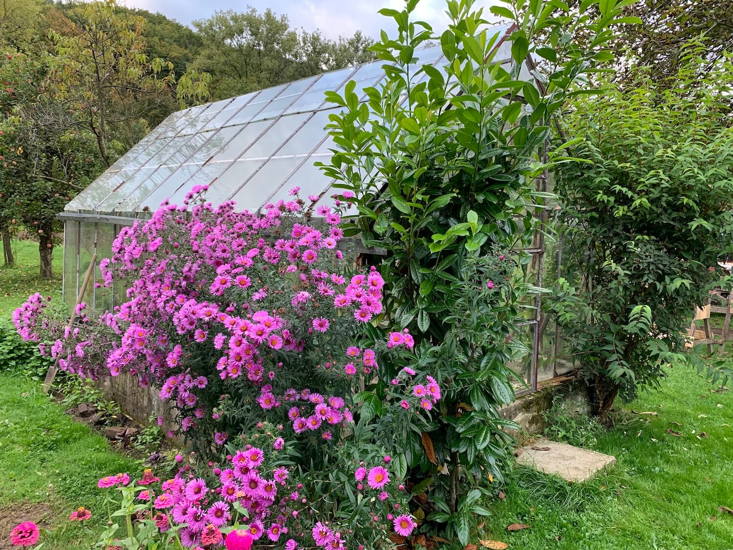 Tmavé ružové kvety v záhrade pri skleníku