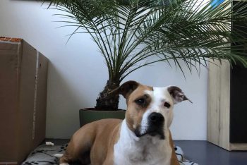 Lara pod palmou v kanceláři