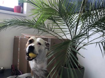 Lara pod palmou v kanceláři s míčem