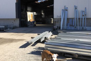 Pitbull Lara před skladem