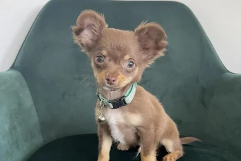 Čivava Dior v křesle