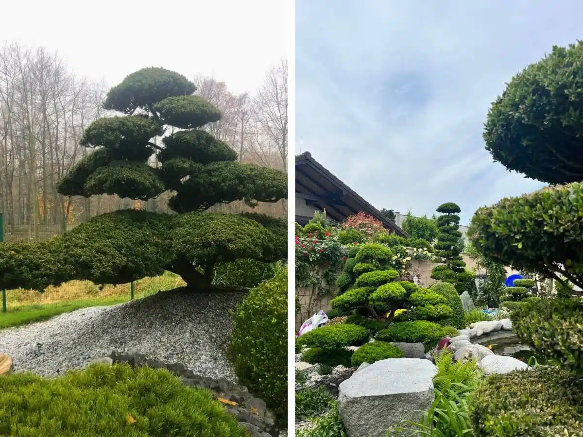 Upravené stromy a bonsaje posazené na kopečcích v japonských zahradách.