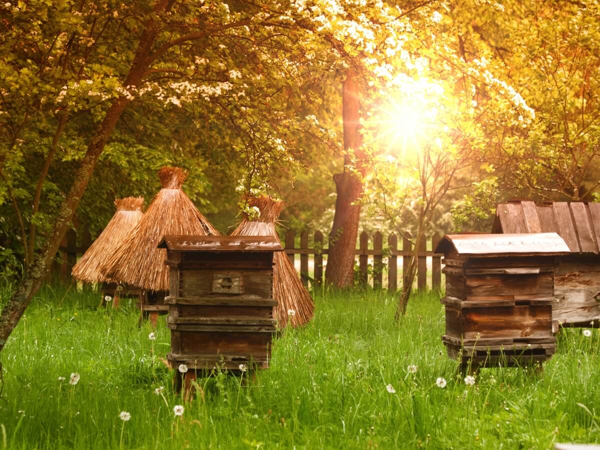 Úly v zahradě.