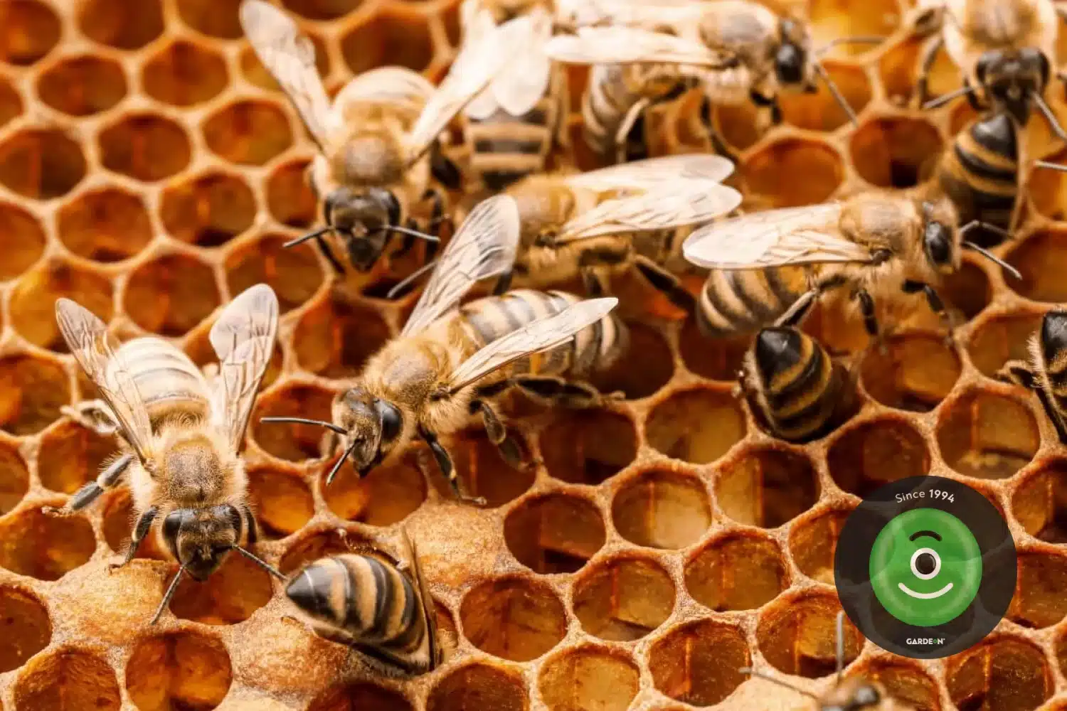 Včely v úlu.
